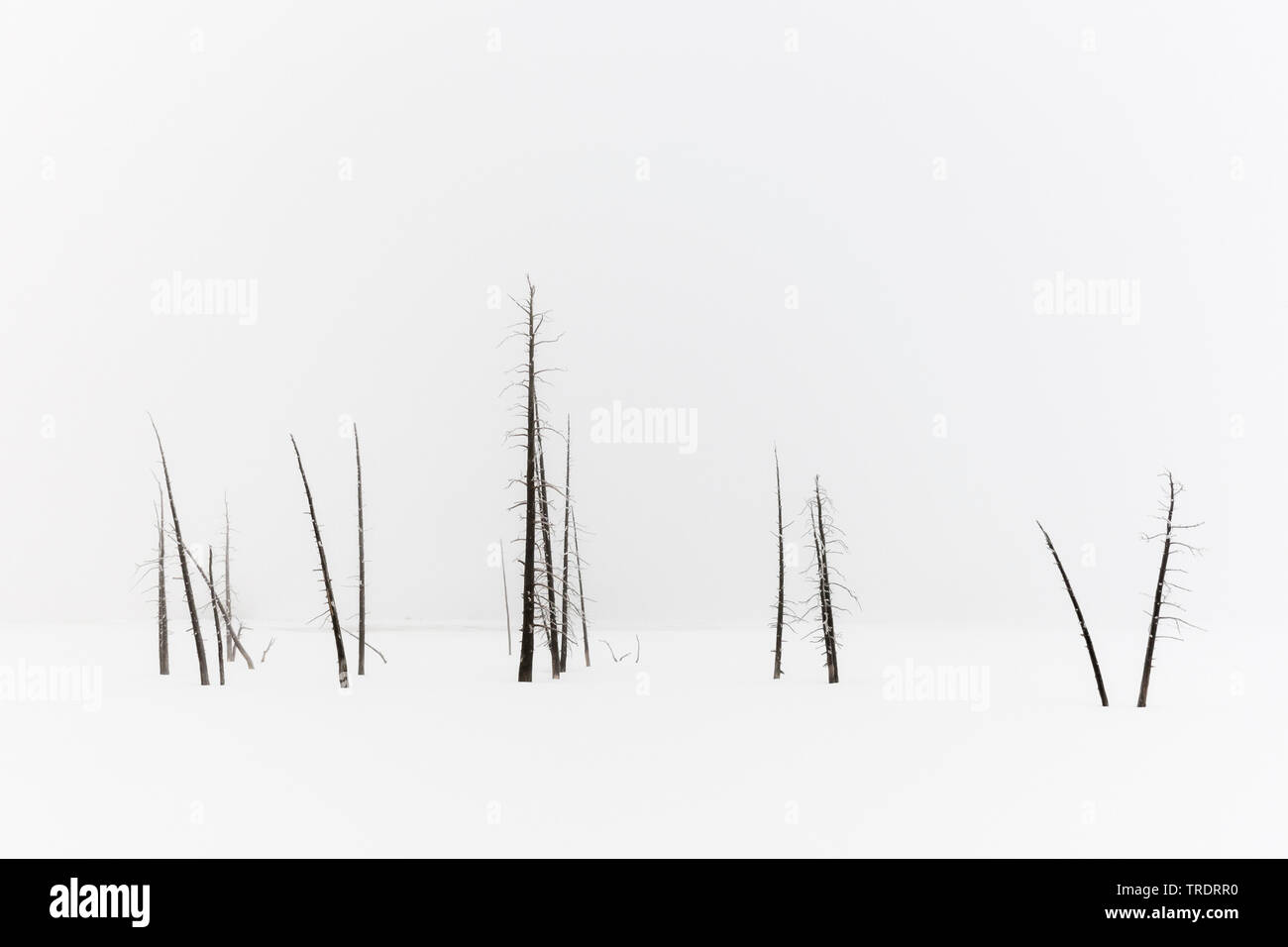 dead trees standing in snow-covered landscape, USA, Wyoming, Yellowstone National Park Stock Photo