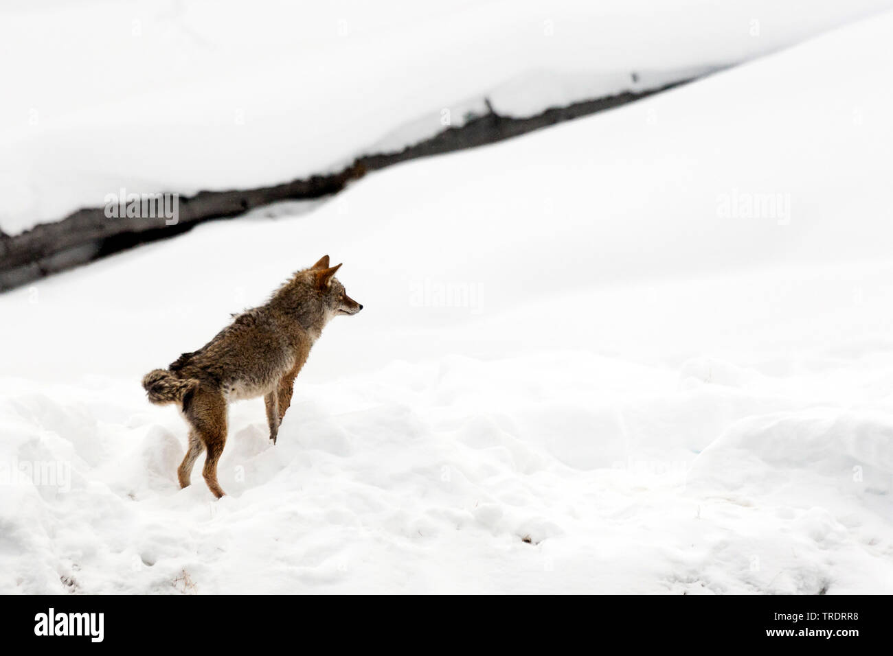 coyote (Canis latrans), standing in the snow, side view, USA, Wyoming, Yellowstone National Park Stock Photo
