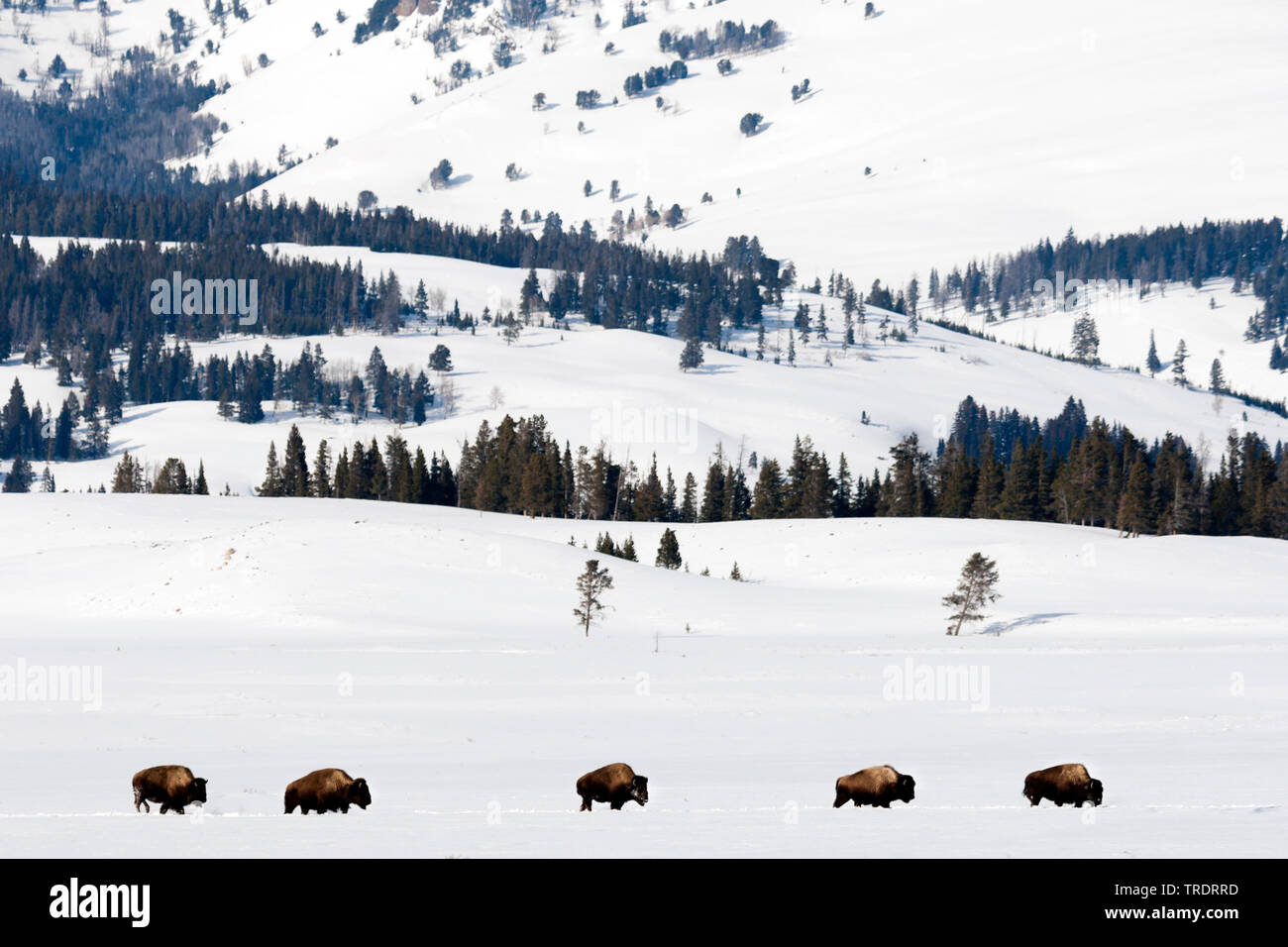 American bison, buffalo (Bison bison), herd walking trough the snow-covered Yellowstone National Park, USA, Wyoming, Yellowstone National Park Stock Photo