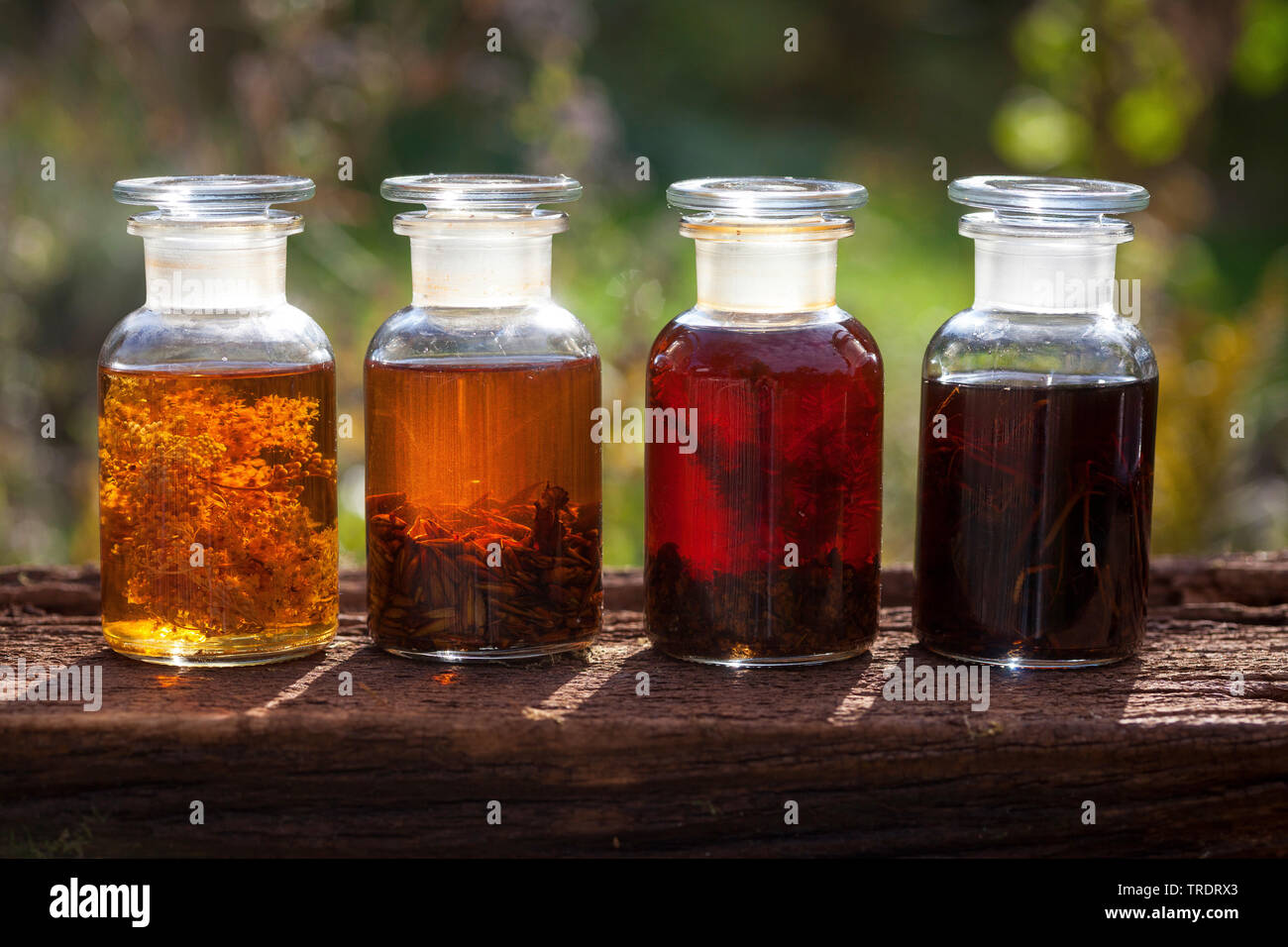 different tinctures from Meadow Sweet, balsam poplar, juniper and wood avens, Germany Stock Photo