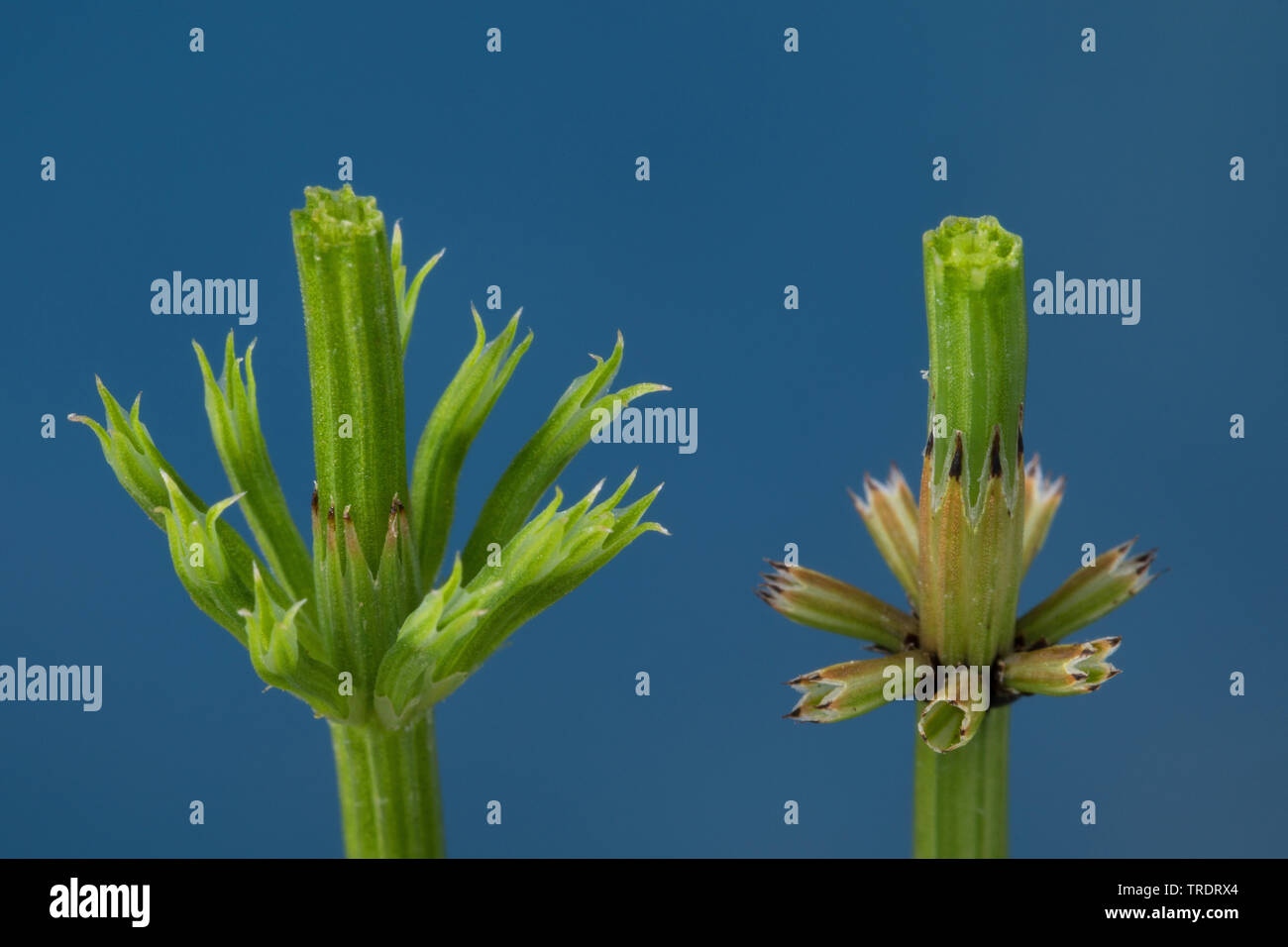 field horsetail (Equisetum arvense), comparision of field horsetail and Marsh horsetail Stock Photo