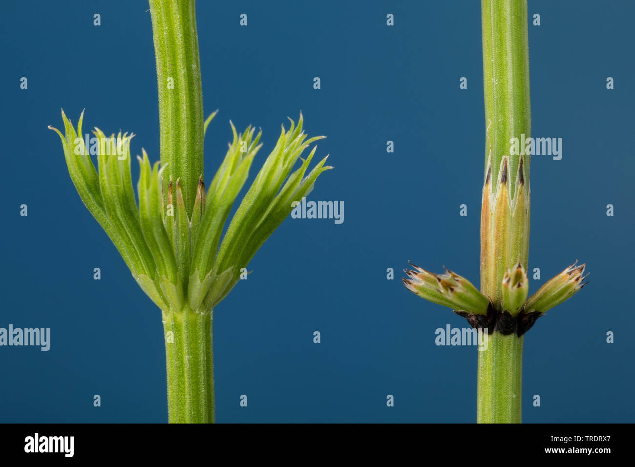 field horsetail (Equisetum arvense), comparision of field horsetail and Marsh horsetail Stock Photo