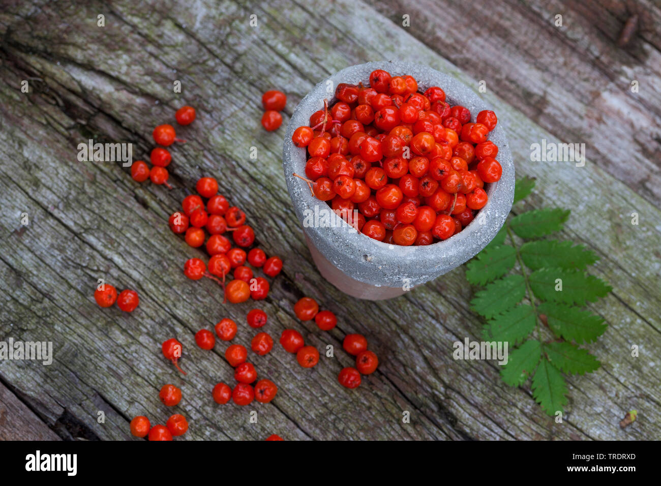 European mountain-ash, rowan tree (Sorbus aucuparia), mountain-ash berries Stock Photo