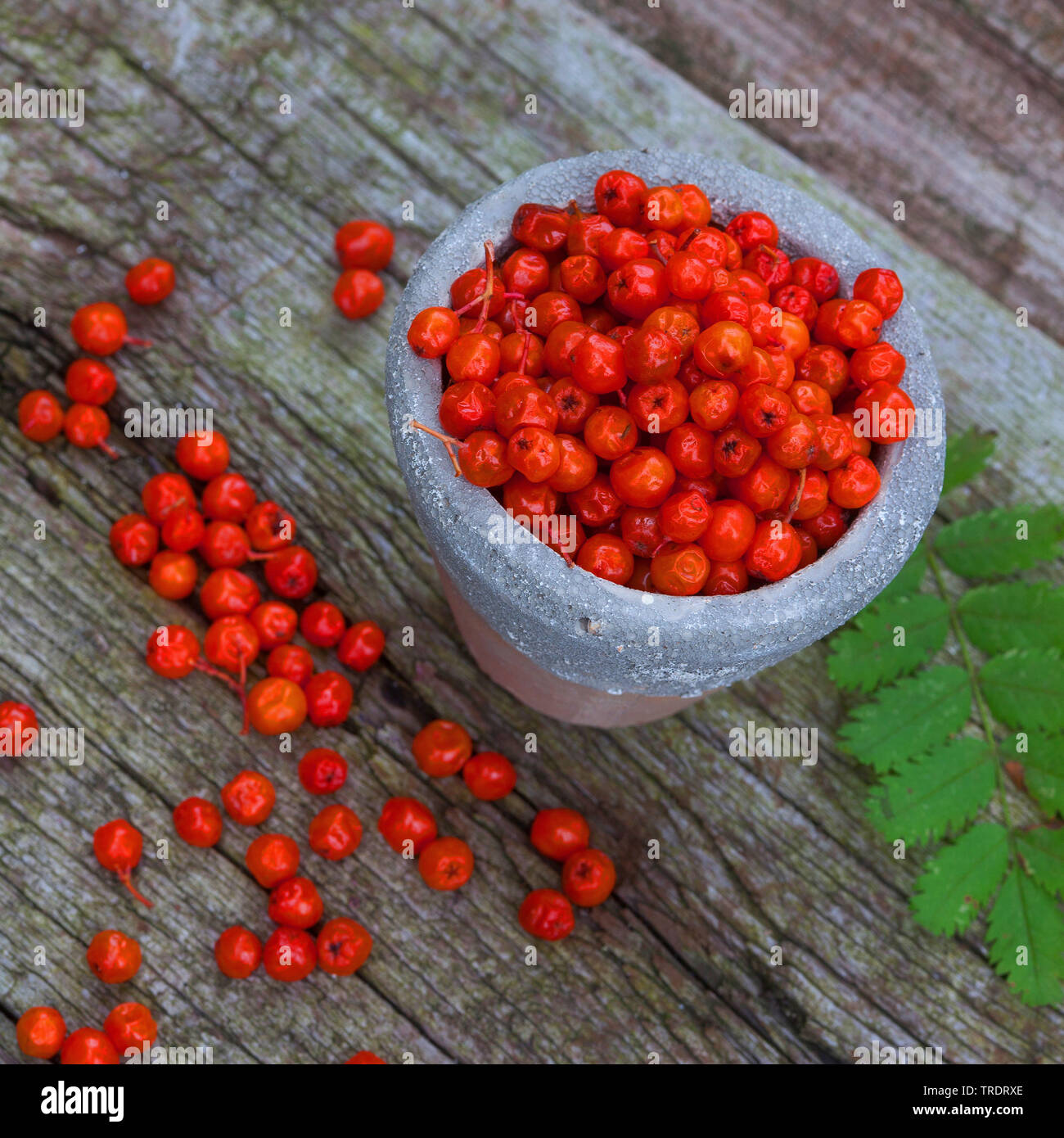 European mountain-ash, rowan tree (Sorbus aucuparia), mountain-ash berries Stock Photo