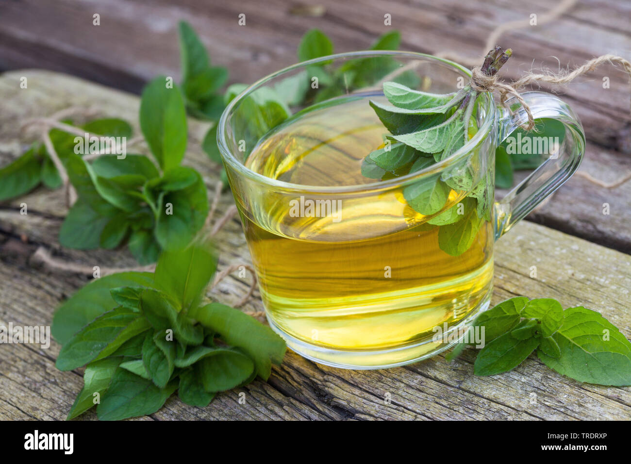 Wild water mint, Water mint, Horse mint (Mentha aquatica), tea made of water mint, Germany Stock Photo