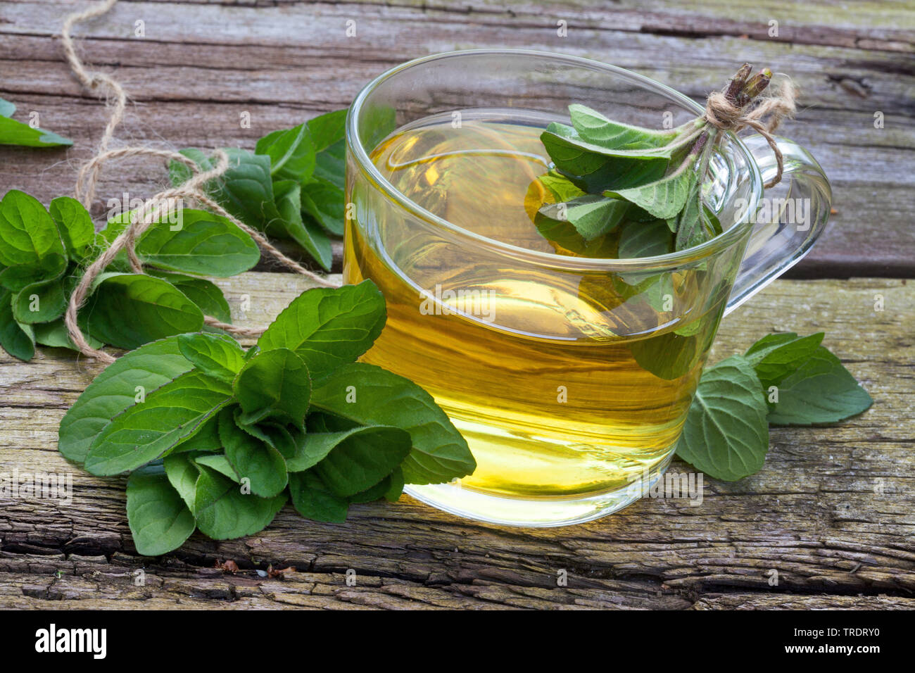 Wild water mint, Water mint, Horse mint (Mentha aquatica), tea made of water mint, Germany Stock Photo
