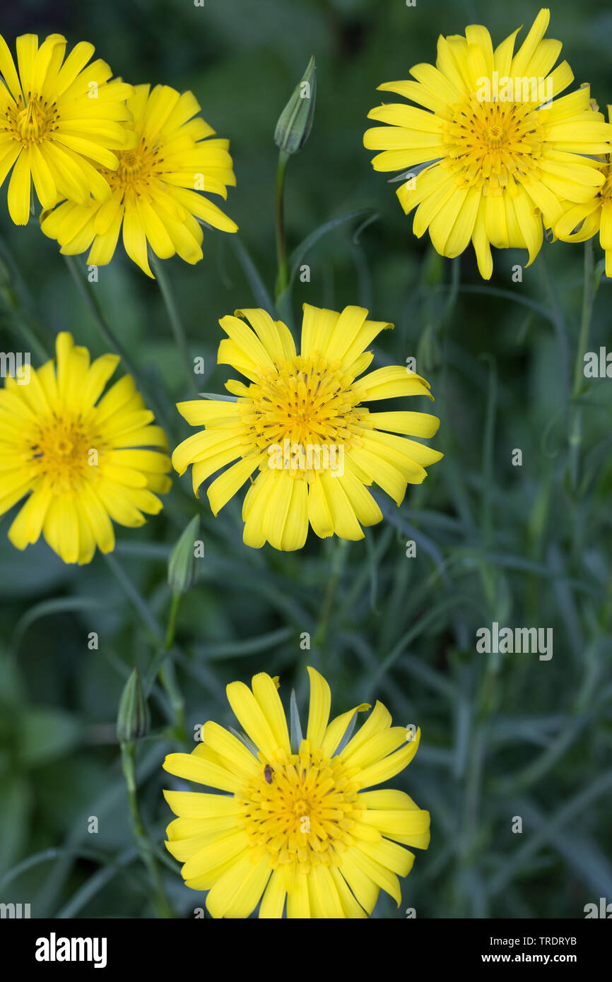 Oriental Goet's Beart, Jack-Go-To-Bed-At-Noon (Tragopogon pratensis subsp. orientalis, Tragopogon orientalis), blooming, Germany Stock Photo