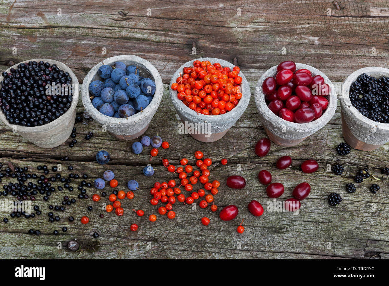 wild fruits in pots: blackthorn berries, elderberries, rowan tree berries, cornelian cherry wood berries and blackberries, Germany Stock Photo