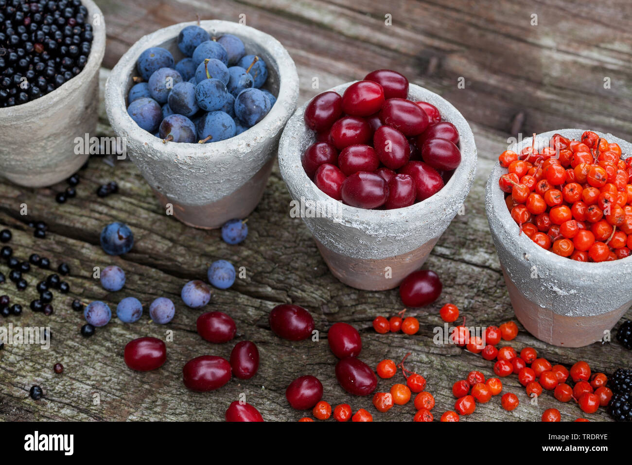 wild fruits in pots: blackthorn berries, elderberries, rowan tree berries and cornelian cherry wood berries, Germany Stock Photo