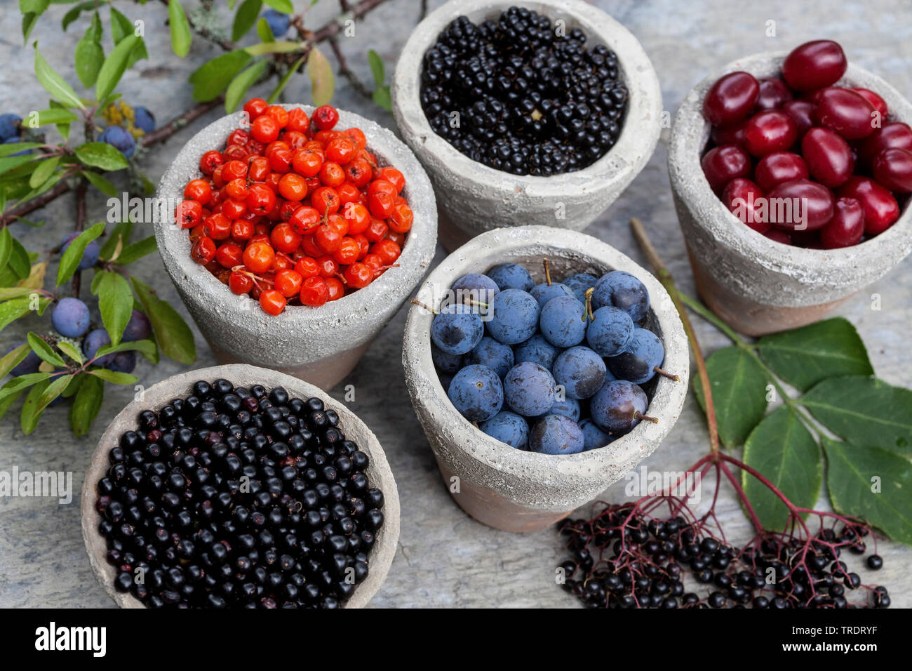 wild fruits in pots: blackthorn berries, elderberries, rowan tree berries, cornelian cherry wood berries and blackberries, Germany Stock Photo