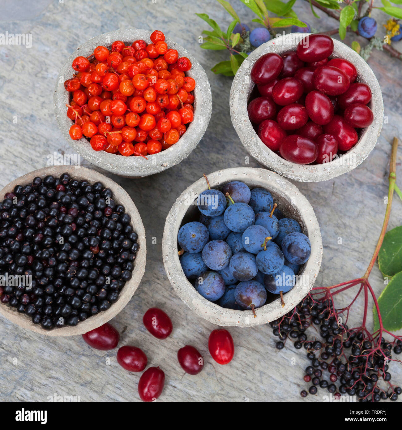 wild fruits in pots: blackthorn berries, elderberries, rowan tree berries and cornelian cherry wood berries, Germany Stock Photo