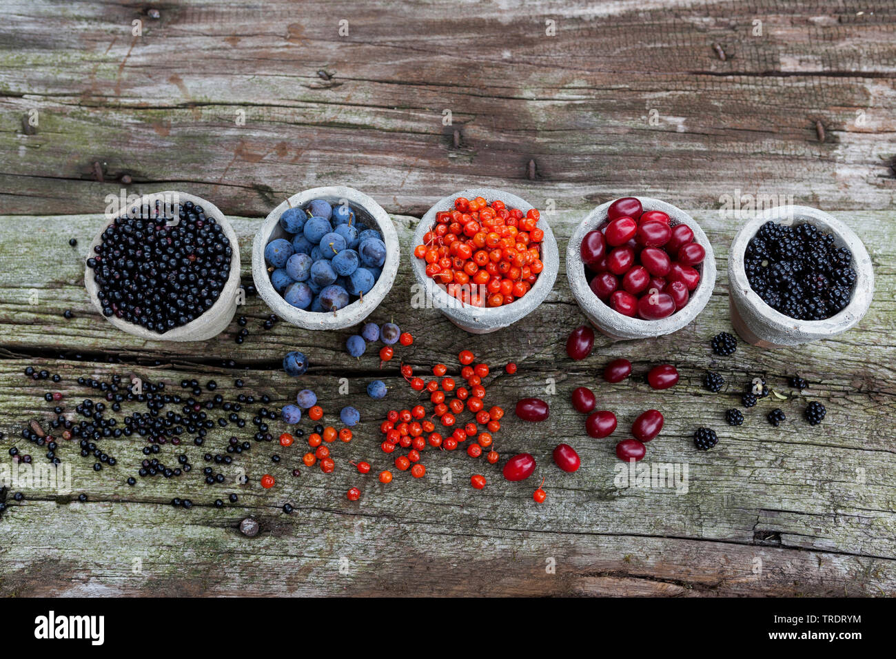 wild fruits in pots: blackthorn berries, elderberries, rowan tree berries, cornelian cherry wood berries and blackberries, Germany Stock Photo