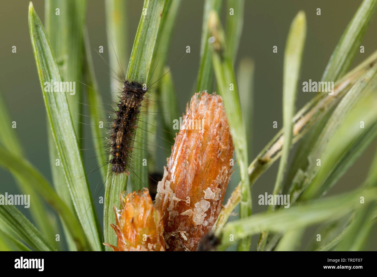 black arches (Lymantria monacha), young caterpillar feeding on pine, Germany Stock Photo