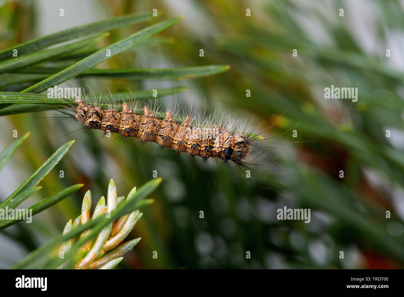 black arches (Lymantria monacha), caterpillar feeding on pine, Germany Stock Photo