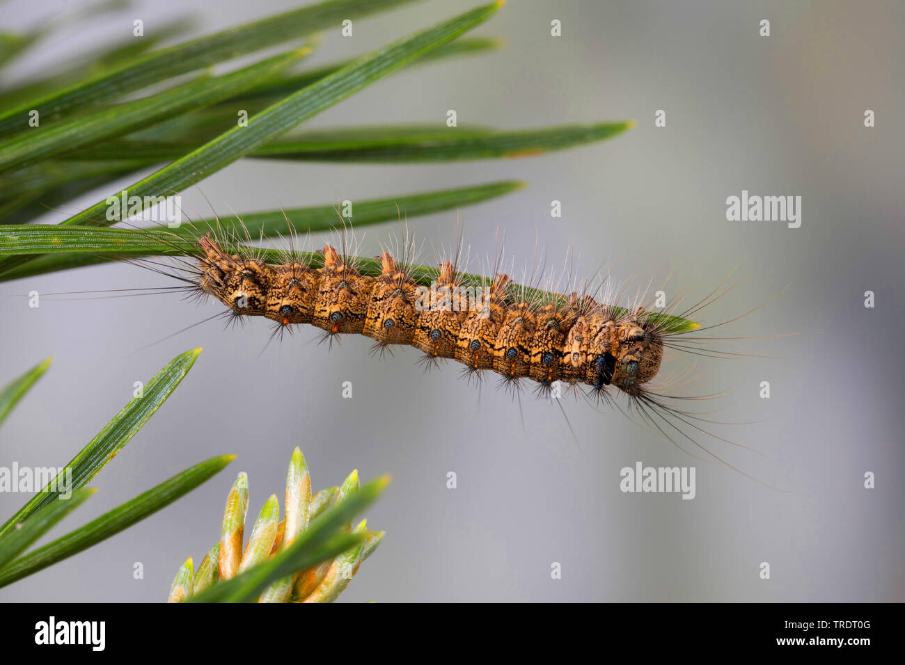 black arches (Lymantria monacha), caterpillar feeding on pine, Germany Stock Photo