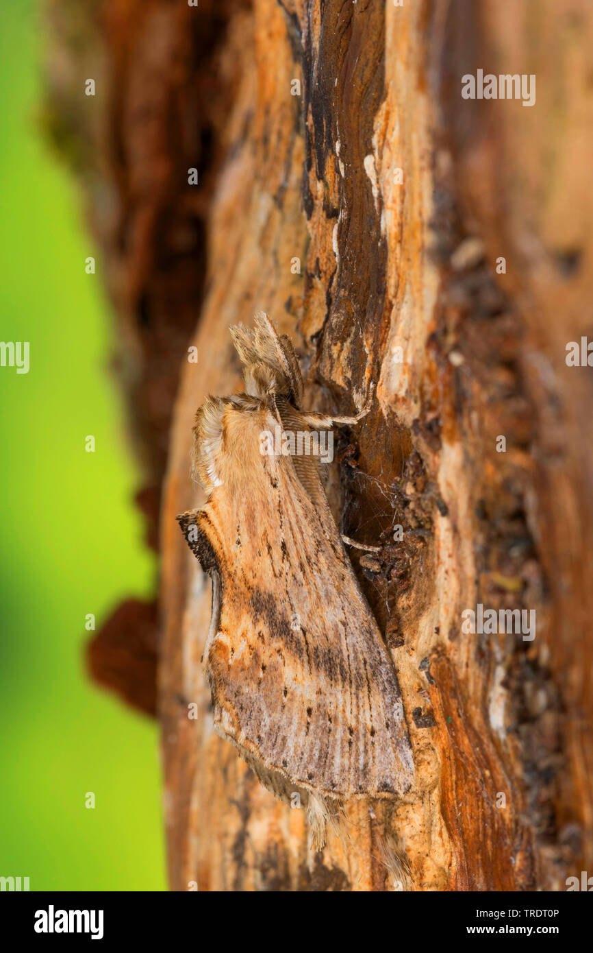 Pale Prominent (Pterostoma palpina), sitting on bark, Germany Stock Photo