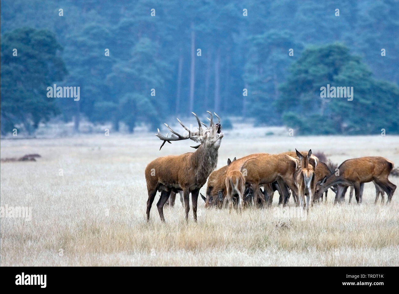 red deer (Cervus elaphus), stag roaring around a group of females, Netherlands Stock Photo