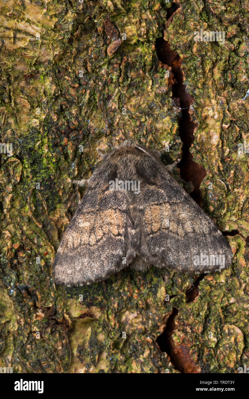 Dusky Marbled Brown (Gluphisia crenata), sitting on bark, Germany Stock Photo