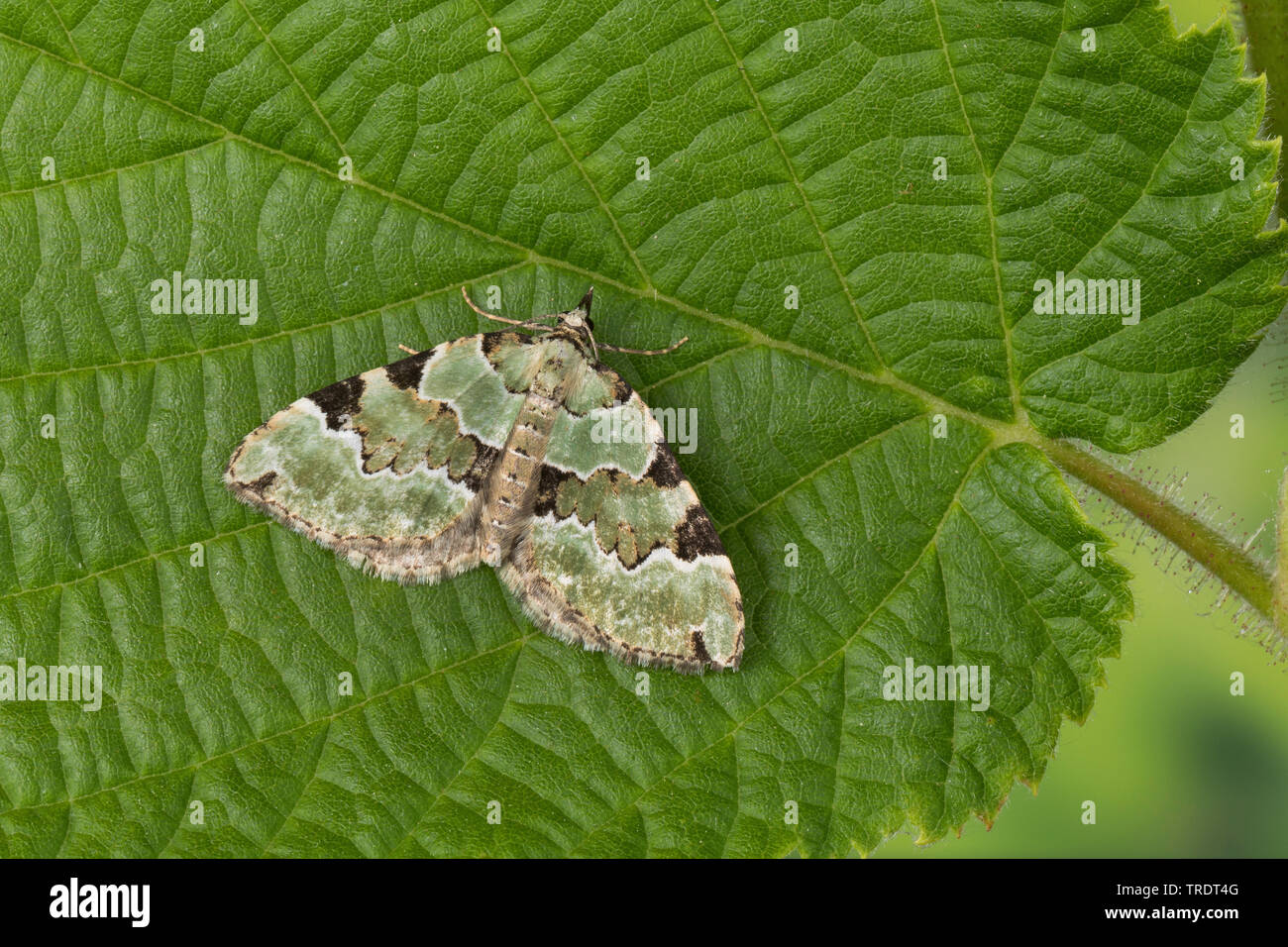 Green carpet (Colostygia pectinataria, Larentia viridaria), sitting on a leaf, Germany Stock Photo
