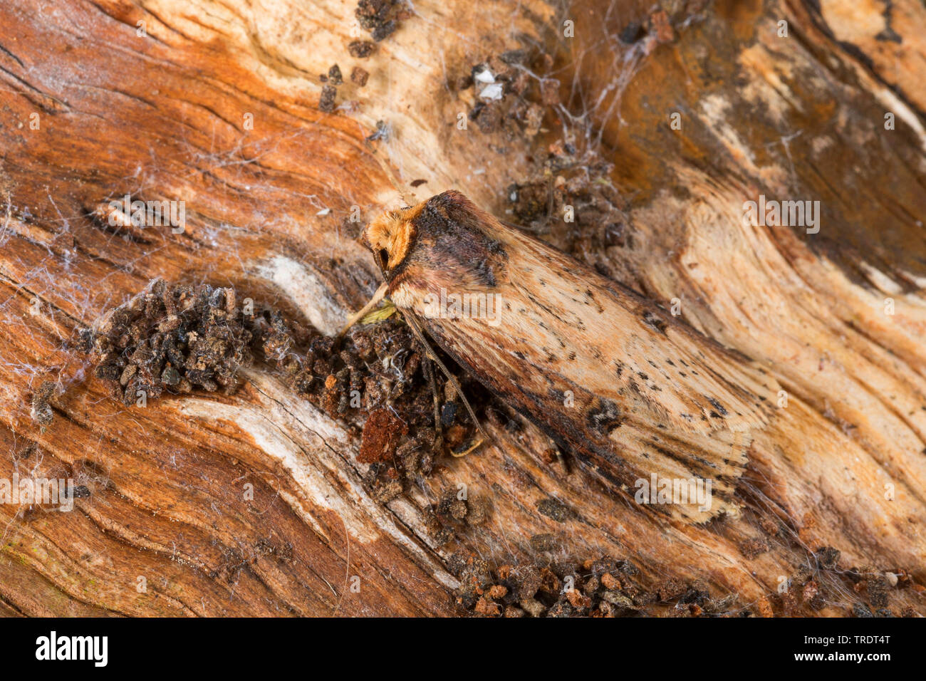 Flame (Axylia putris, Agrotis putris, Rhyacia putris), sitting on wood, Germany Stock Photo