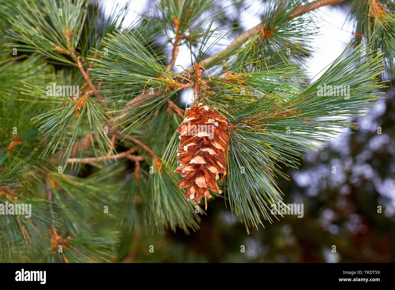 Macedonian pine,  Balkan pine (Pinus peuce), branch with cone Stock Photo
