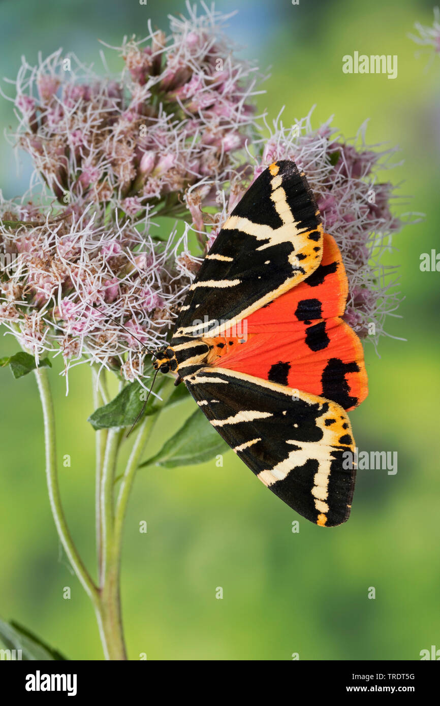 Jersey tiger, Russian tiger (Euplagia quadripunctaria, Callimorpha quadripunctaria, Phalaena quadripunctaria, Panaxia quadripunctaria), sitting on boneset, Germany Stock Photo