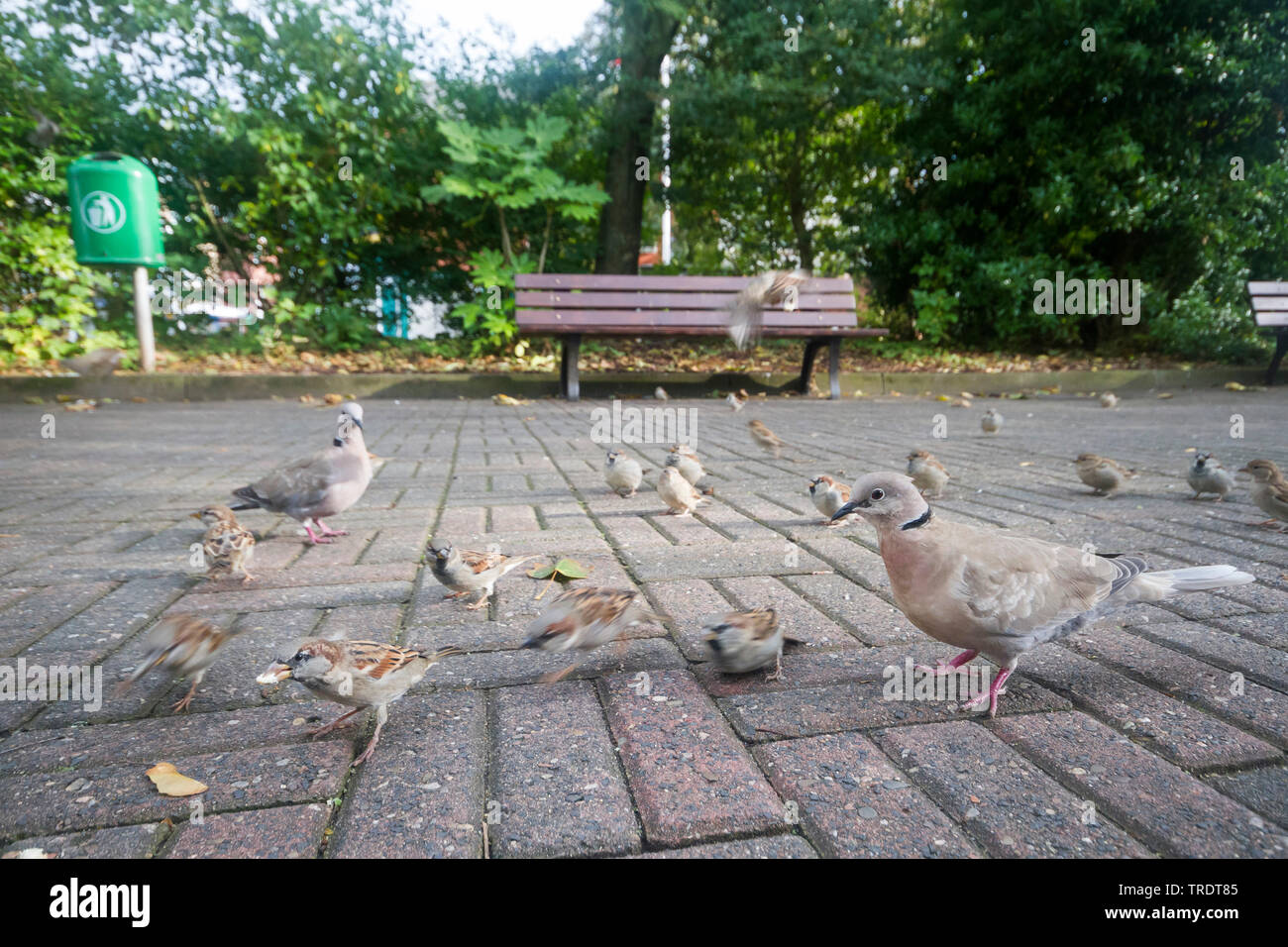collared dove (Streptopelia decaocto), with house sparrows in urban area, Germany Stock Photo