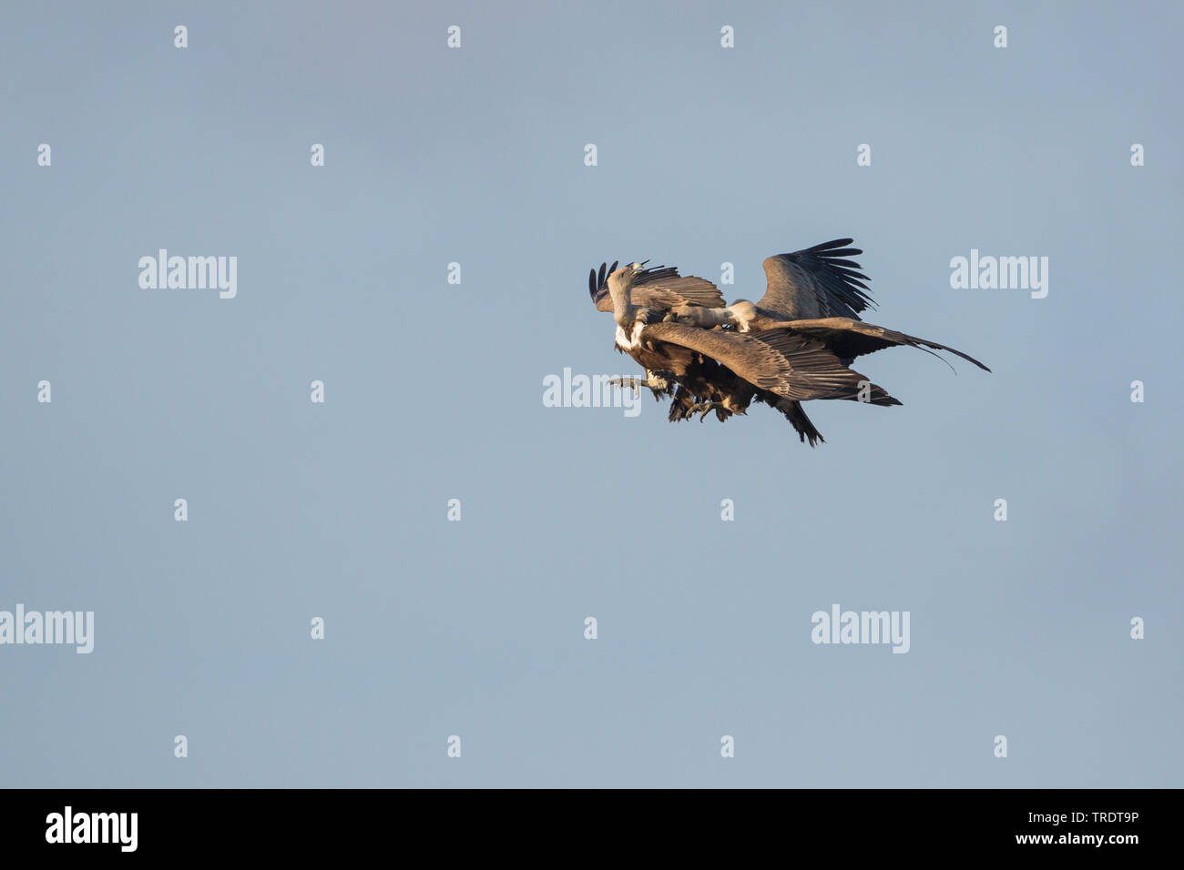 griffon vulture (Gyps fulvus), two vultures fighting in flight, Spain Stock Photo