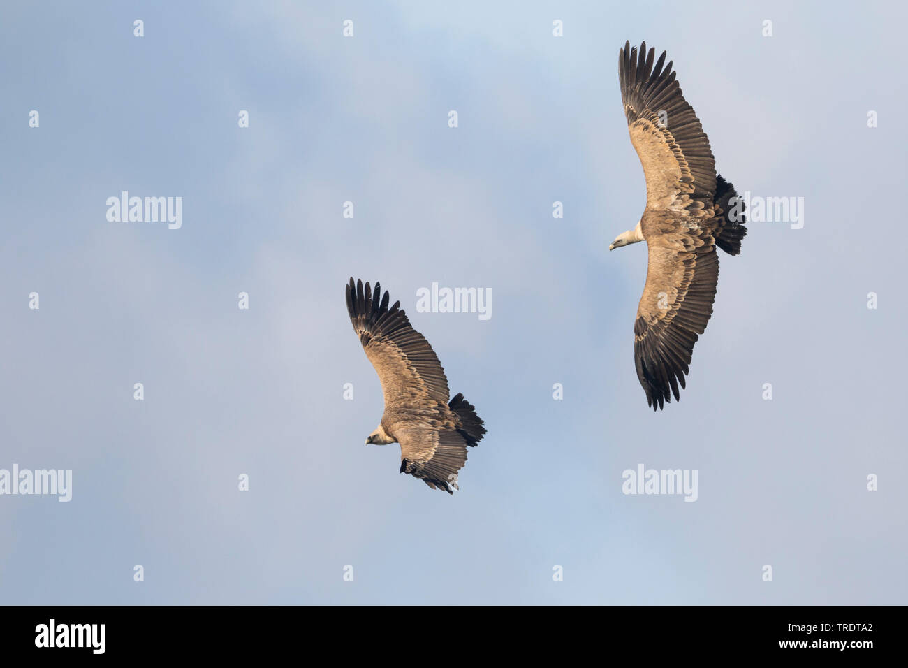 griffon vulture (Gyps fulvus), two vultures in flight, Spain Stock Photo