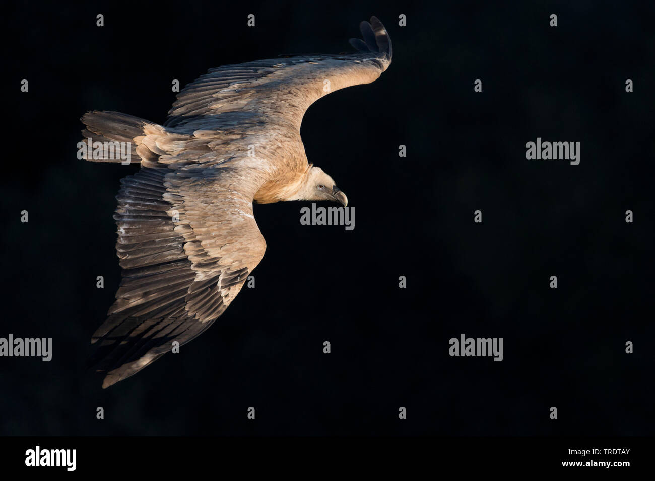 griffon vulture (Gyps fulvus), flying 3rd cy, Spain Stock Photo