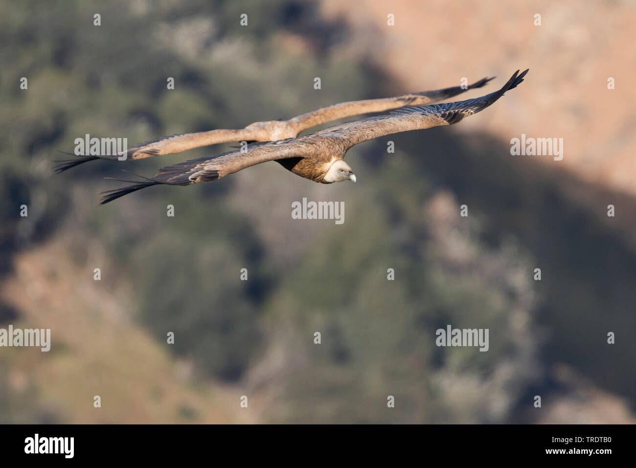 griffon vulture (Gyps fulvus), two immatures flying, Spain Stock Photo
