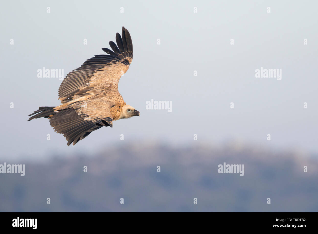 griffon vulture (Gyps fulvus), flying 2nd cy, Spain Stock Photo
