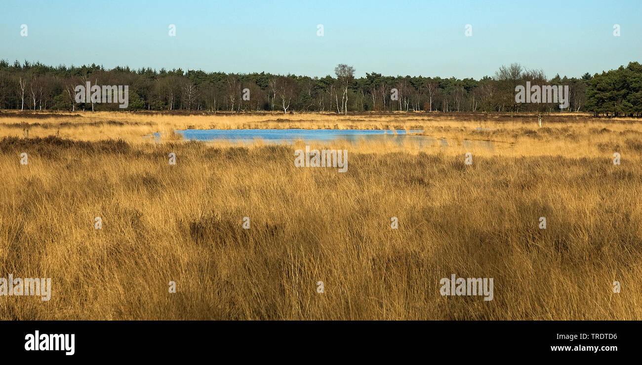 Leenderbos, Netherlands Stock Photo