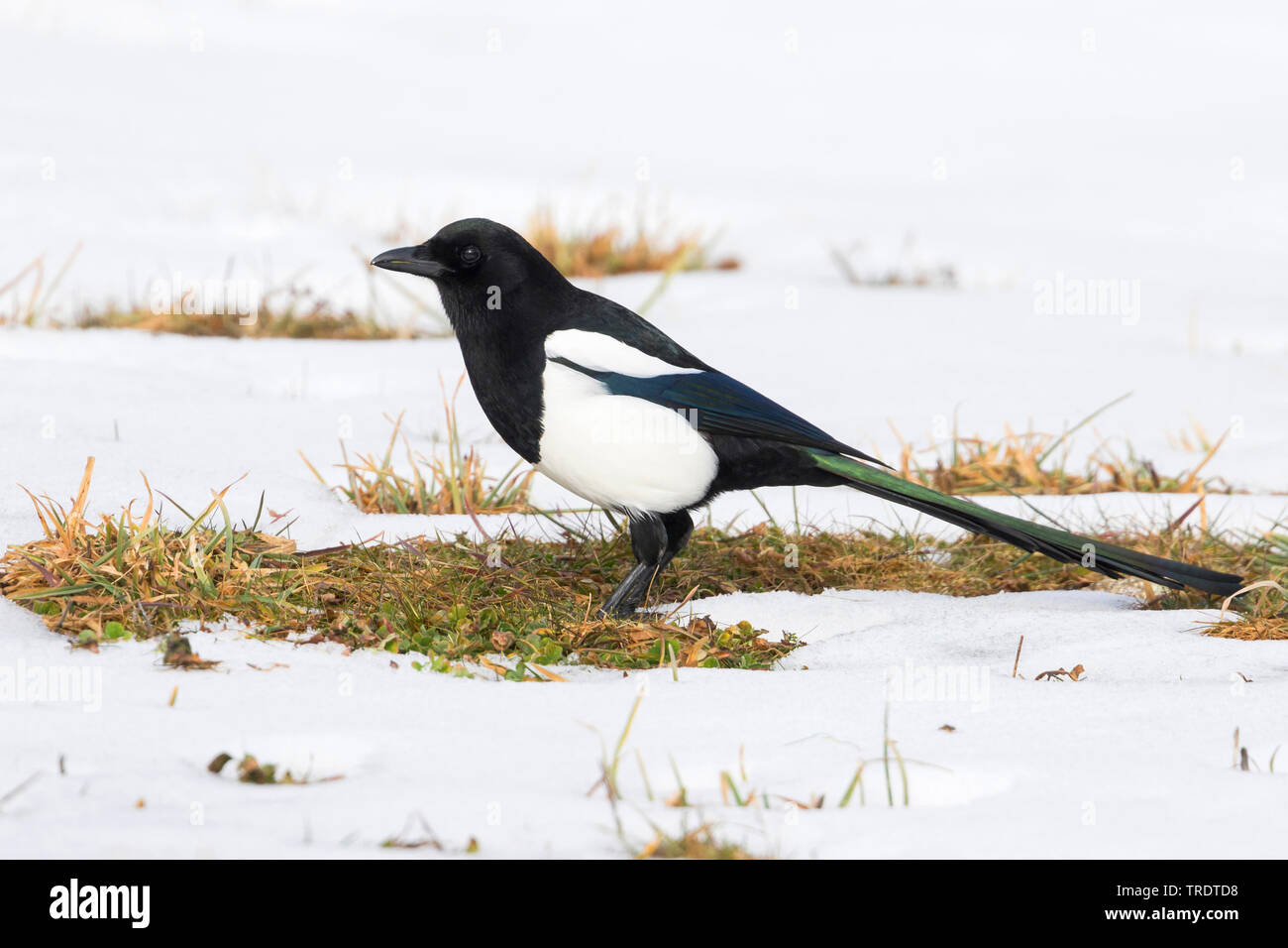 pica pica melanotos black-billed magpie (Pica pica melanotos, Pica melanotos), sitting on snow,  Spain Stock Photo