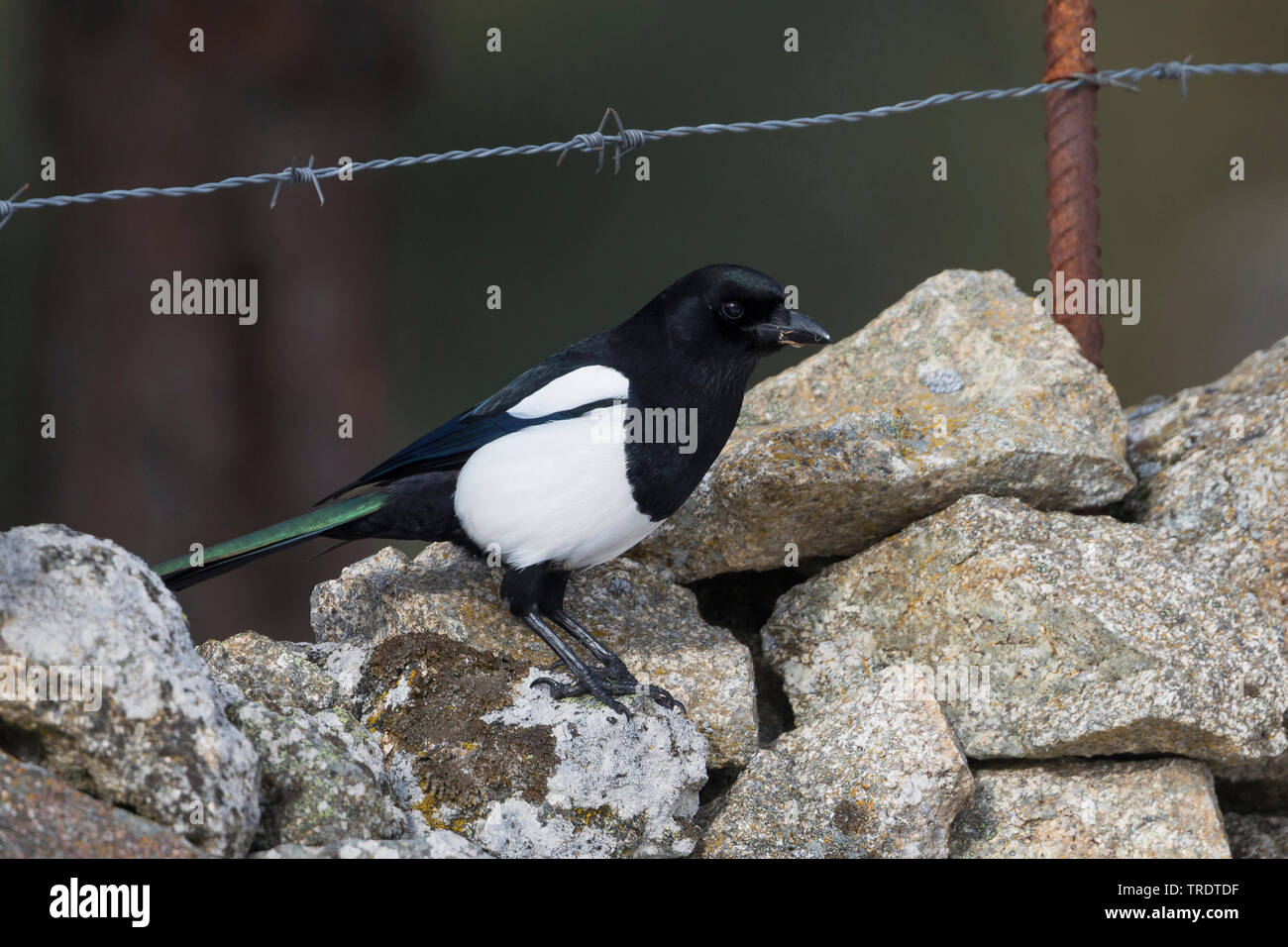 pica pica melanotos black-billed magpie (Pica pica melanotos, Pica melanotos), sitting on snow,  Spain Stock Photo