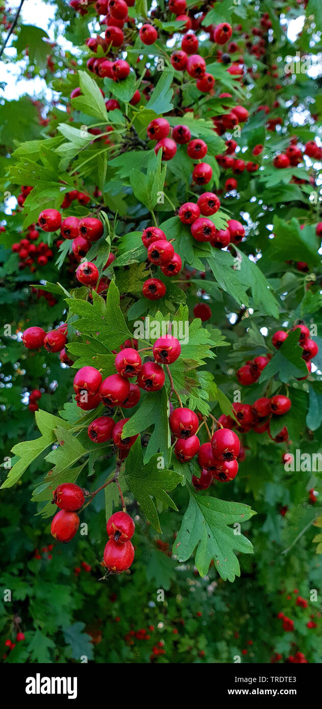 Hawthorn Bushes High Resolution Stock Photography and Images - Alamy