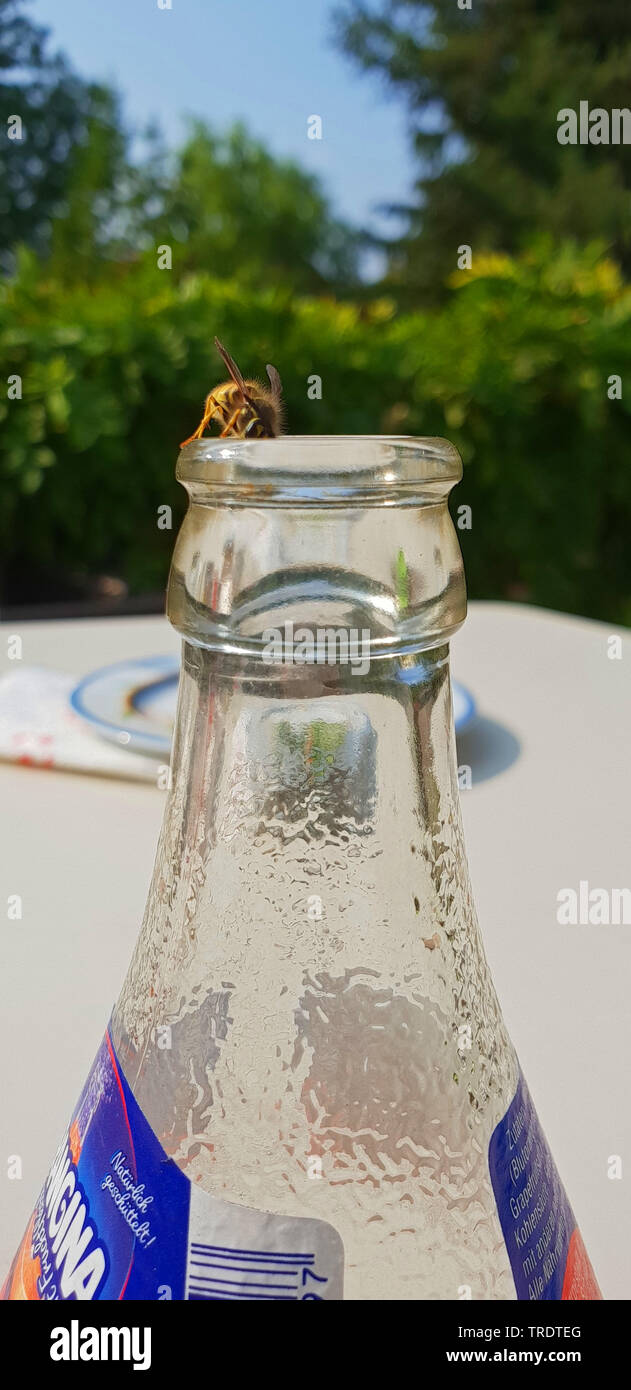 wasp crepping in a juice bottle, Germany Stock Photo