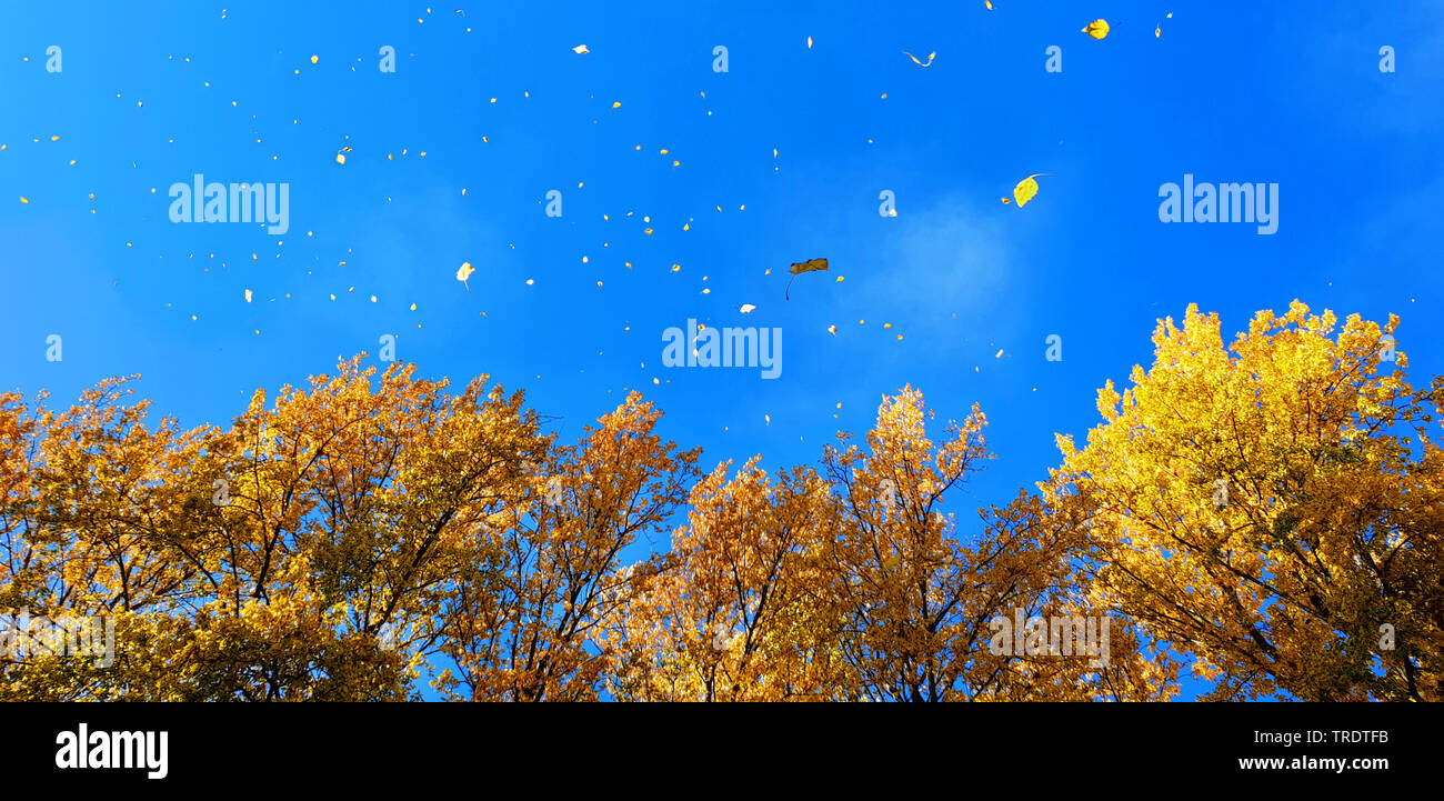 leaves falling from the trees in autumn, Germany, North Rhine-Westphalia Stock Photo