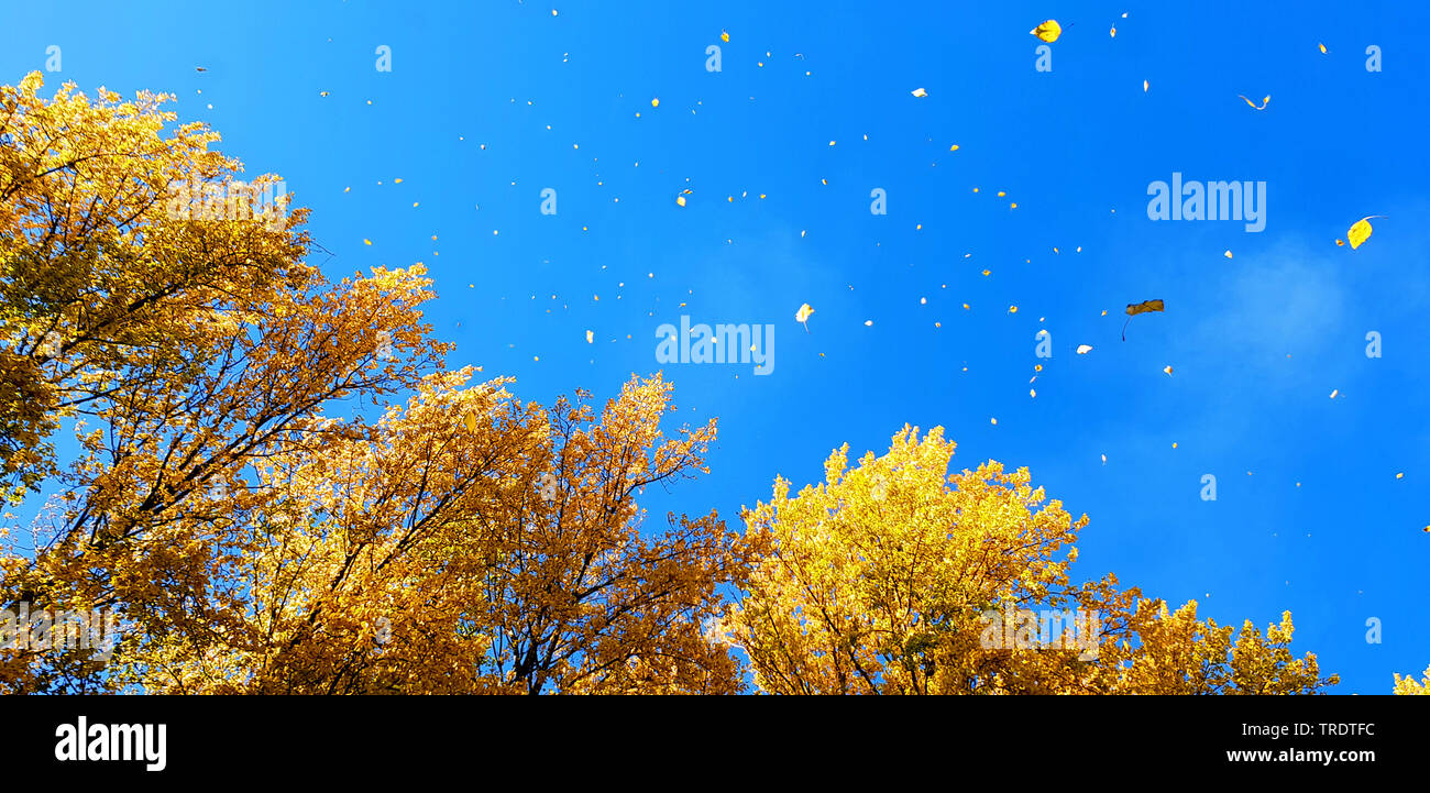 leaves falling from the trees in autumn, Germany, North Rhine-Westphalia Stock Photo
