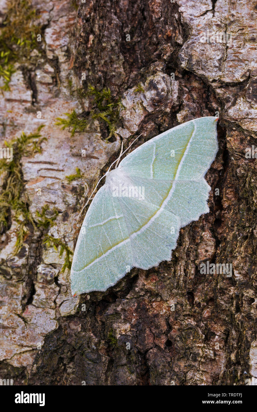 Light Emerald (Campaea margaritaria, Campaea margaritata), female sitting on birch bark, view from above, Germany Stock Photo