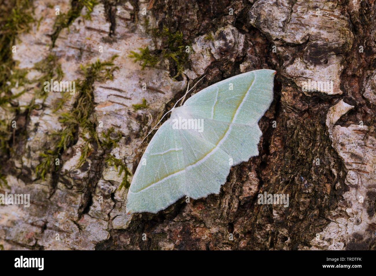 Light Emerald (Campaea margaritaria, Campaea margaritata), female sitting on birch bark, view from above, Germany Stock Photo