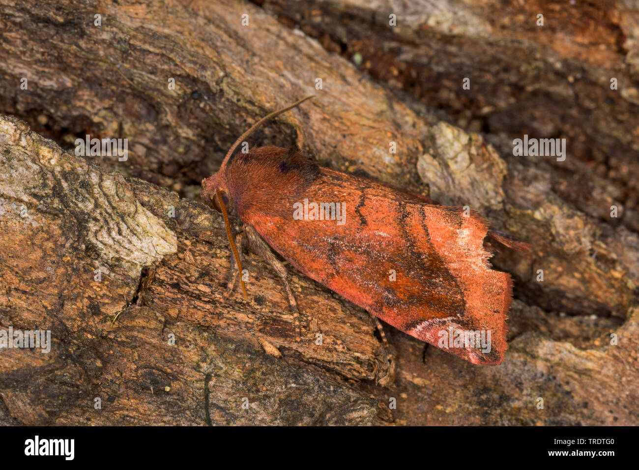Lunar-spotted Pinion (Cosmia pyralina), sitting on dead wood, side view, Germany Stock Photo