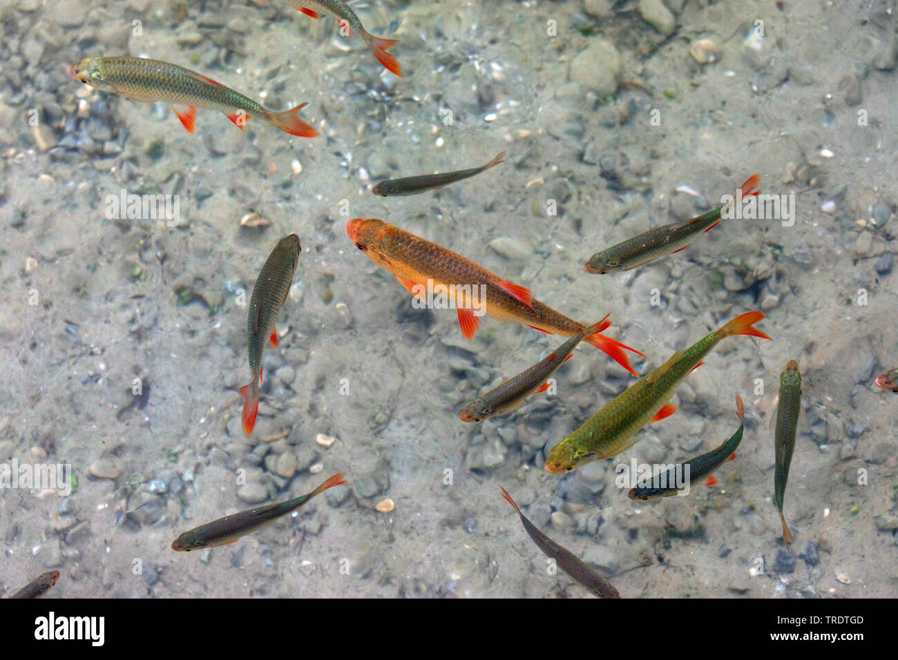 rudd (Scardinius erythrophthalmus), golden color-form between autochthonous, Germany, Bavaria Stock Photo