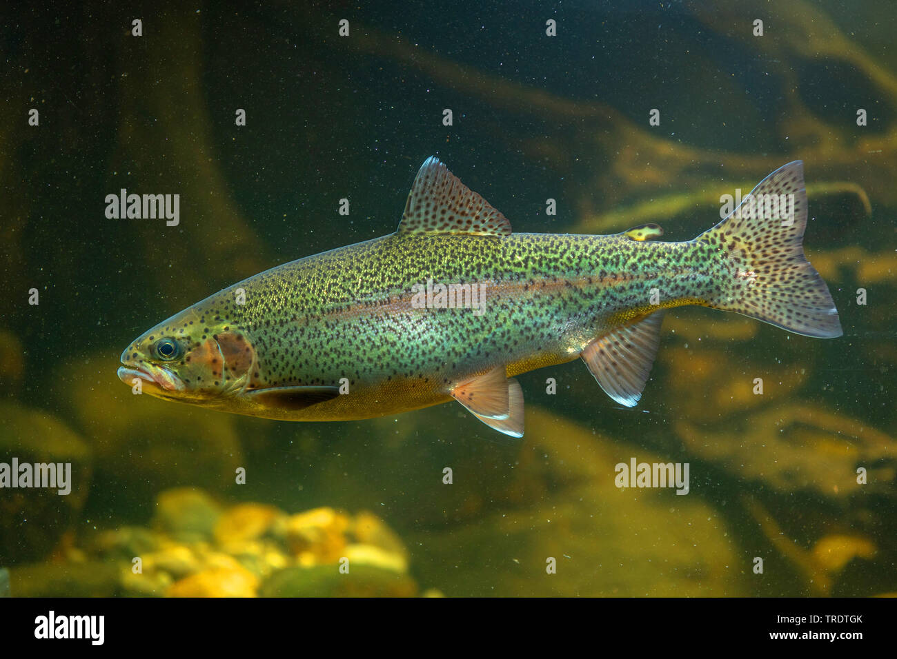 rainbow trout (Oncorhynchus mykiss, Salmo gairdneri), swimming, side view Stock Photo