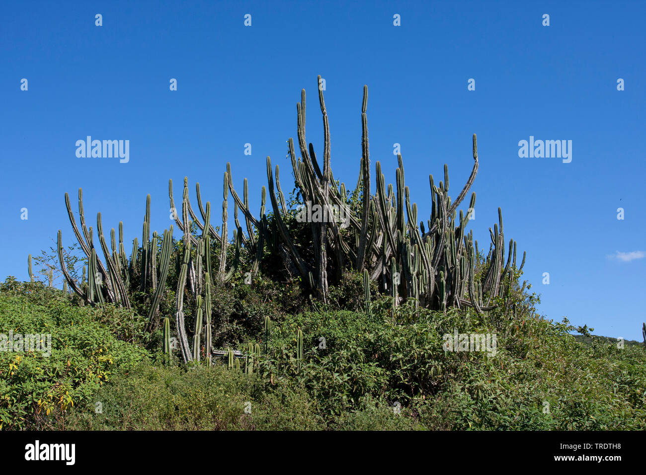 Restinga Antwren (Formicivora littoralis ), habitat, Brazil Stock Photo