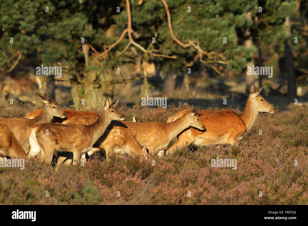 red deer (Cervus elaphus), group of females in heath, Netherlands Stock Photo