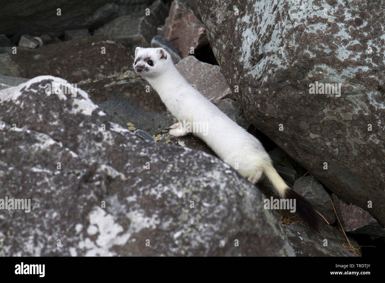 Ermine, Stoat, Short-tailed weasel (Mustela erminea), in winter fur between rocks, Norway Stock Photo - Alamy Ermine, Stoat, Short-tailed weasel (Mustela erminea), in winter fur between rocks, Norway Stock Photo - Alamy
