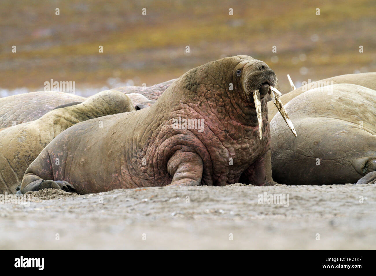 walrus (Odobenus rosmarus), walrus in a herd at the shore, Norway ...