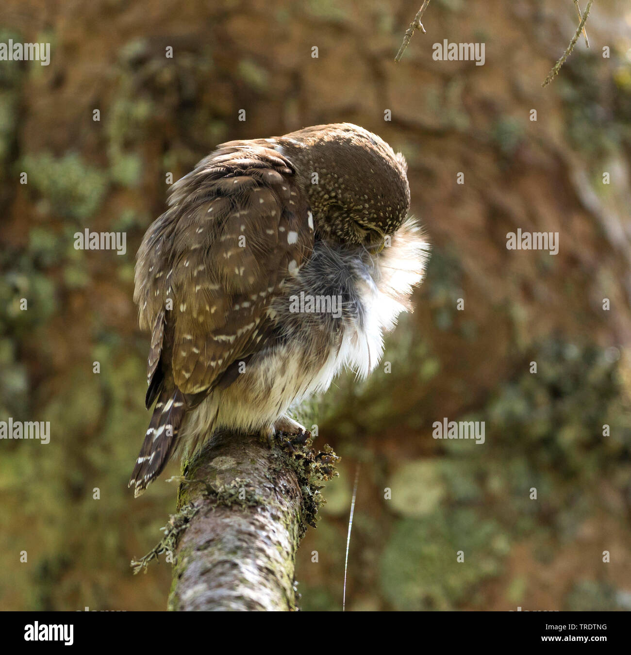 Eurasian pygmy owl (Glaucidium passerinum, Glaucidium passerinum passerinum), sleeping on a branch, Germany Stock Photo
