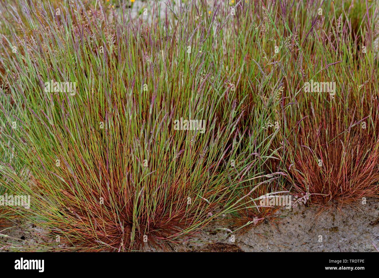 grey hair-grass (Corynephorus canescens), blooming, Germany Stock Photo